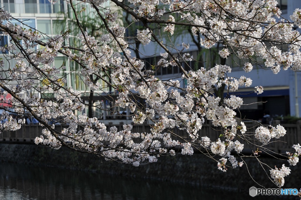 お花見行ってきた