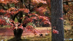 京都紅葉観光行ってきた