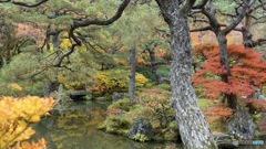 京都紅葉観光行ってきた