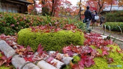 京都紅葉観光行ってきた