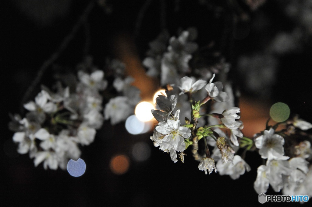 お花見行ってきた