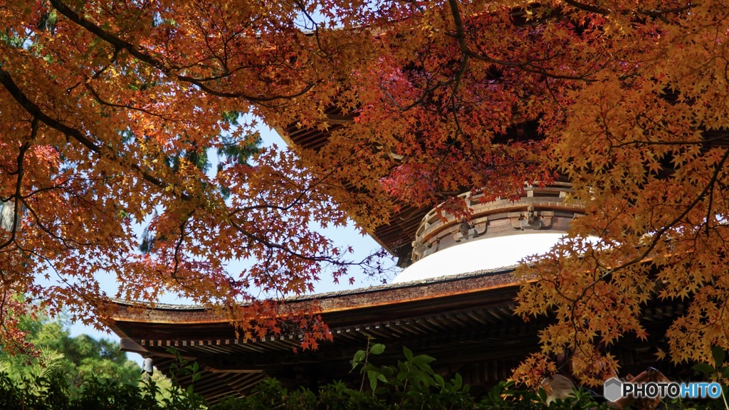 京都紅葉観光行ってきた