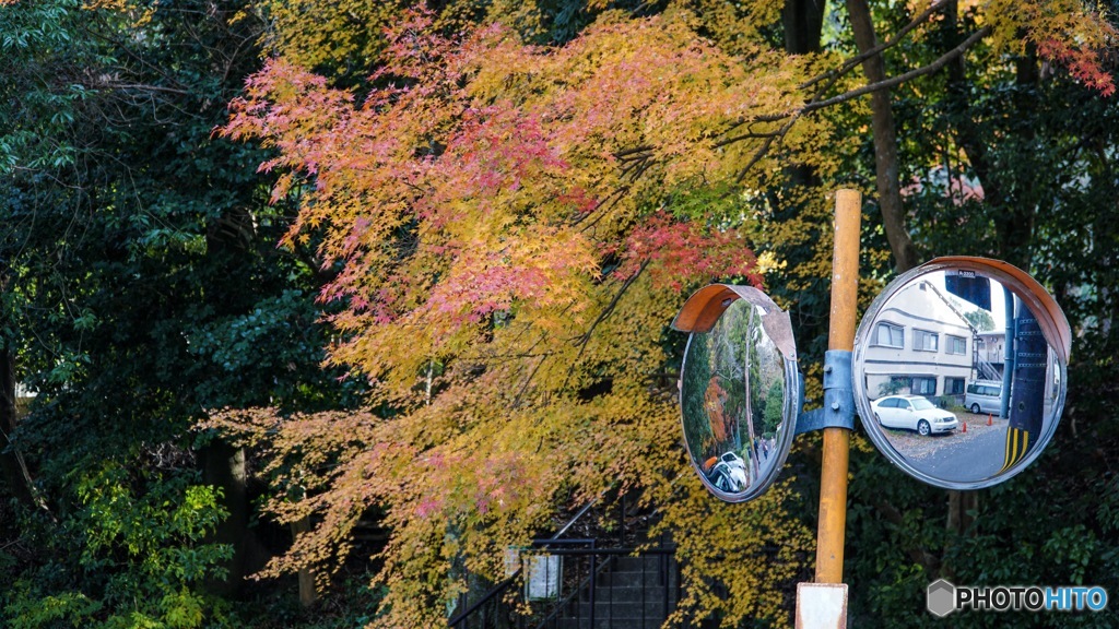 京都紅葉観光行ってきた