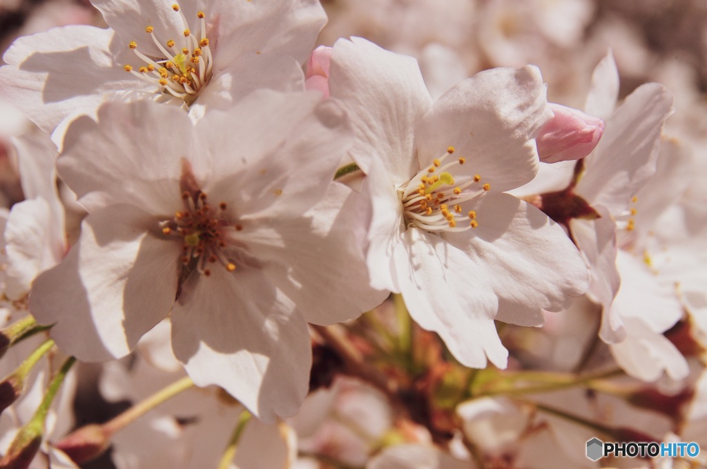 お花見行ってきた