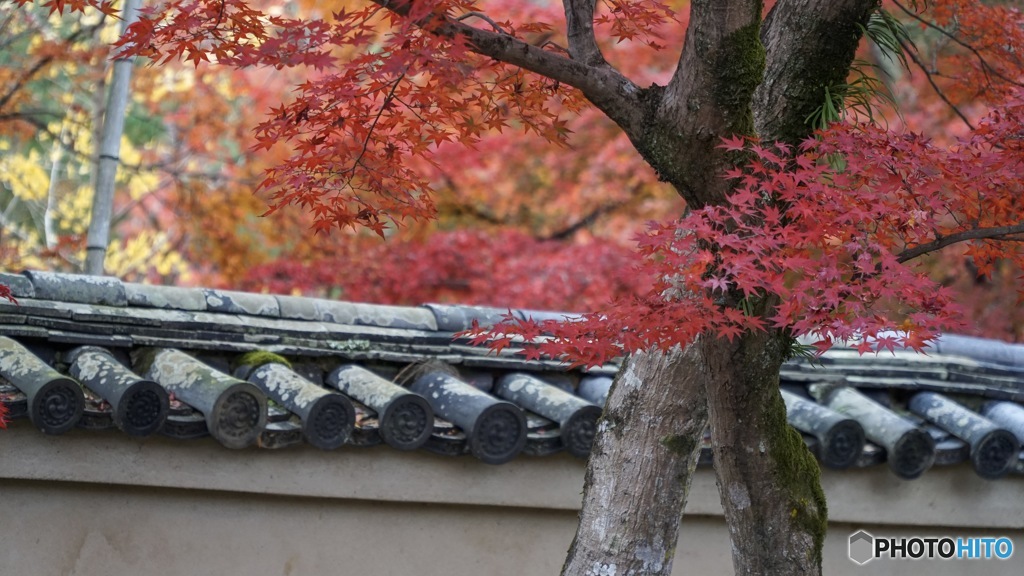 京都紅葉観光行ってきた