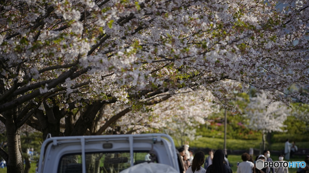 お花見してきた