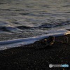 海まで行ってきた