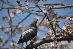 お花見行ってきた