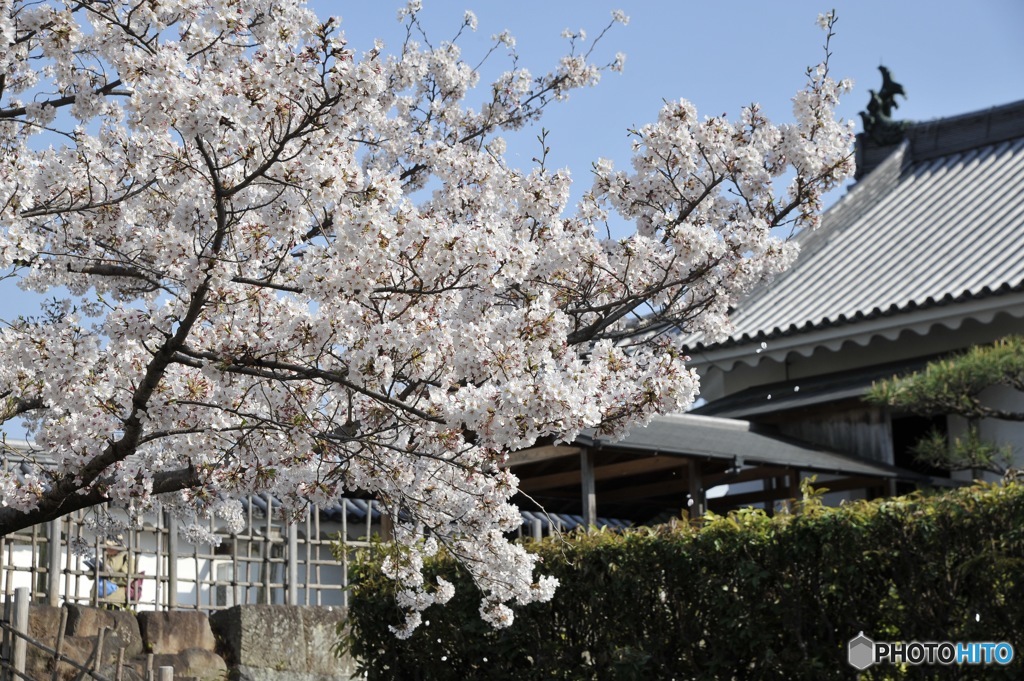 お花見行ってきた