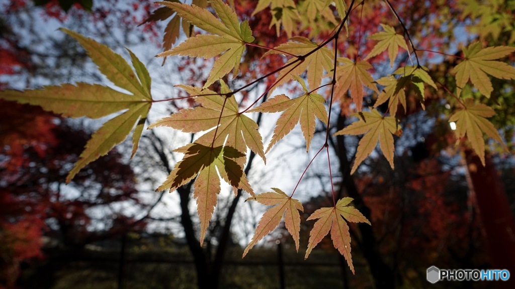 京都紅葉観光行ってきた