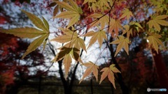 京都紅葉観光行ってきた