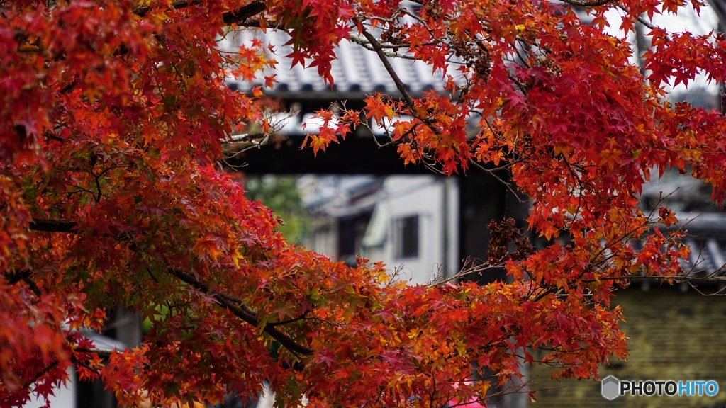 京都紅葉観光行ってきた