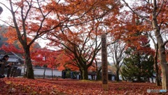 京都紅葉観光行ってきた