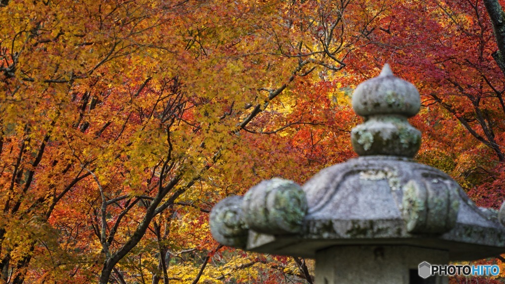 京都紅葉観光行ってきた