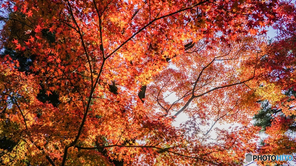 京都紅葉観光行ってきた