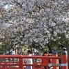 お花見行ってきた