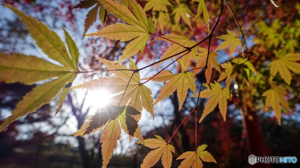 京都紅葉観光行ってきた