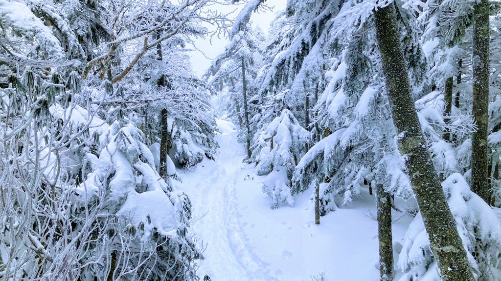 深雪