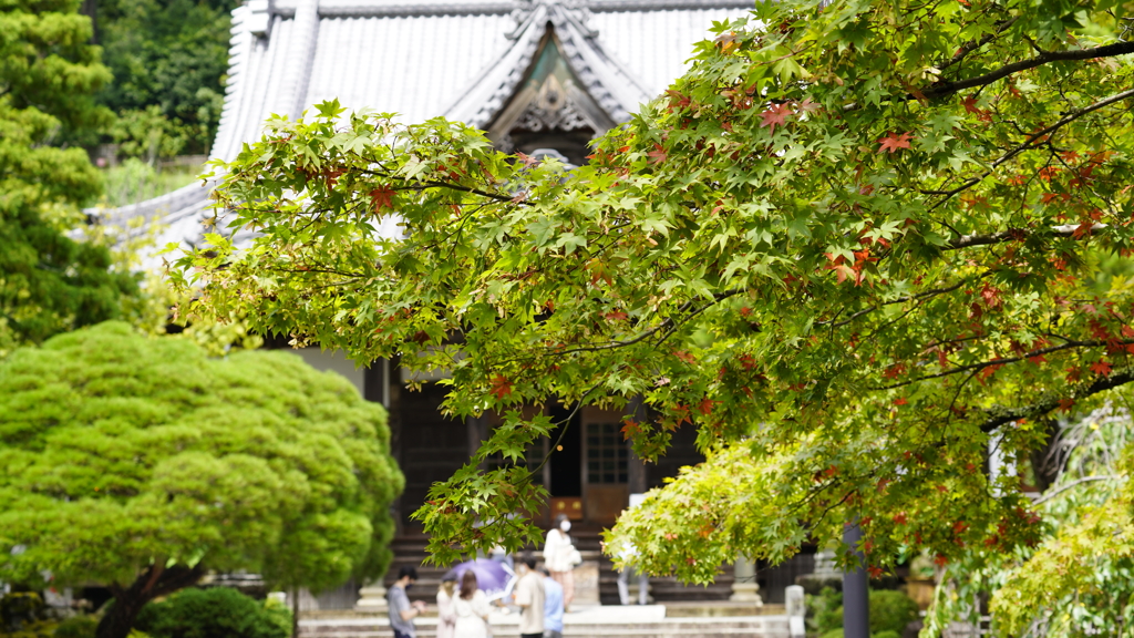 一足はやい紅葉