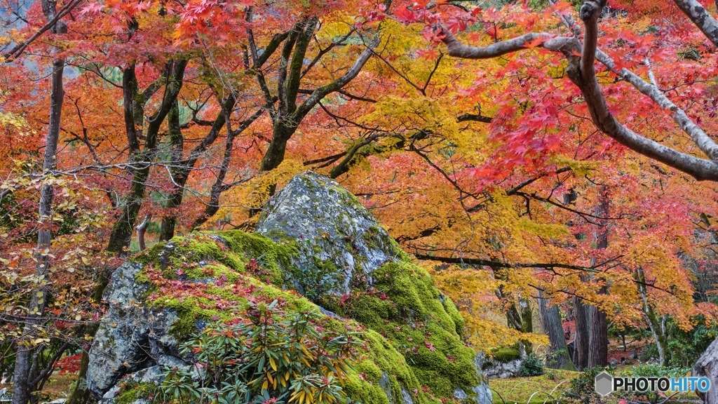 京都紅葉観光行ってきた