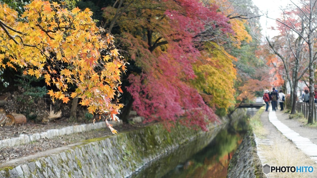 哲学の道に紅葉観光行ってきた