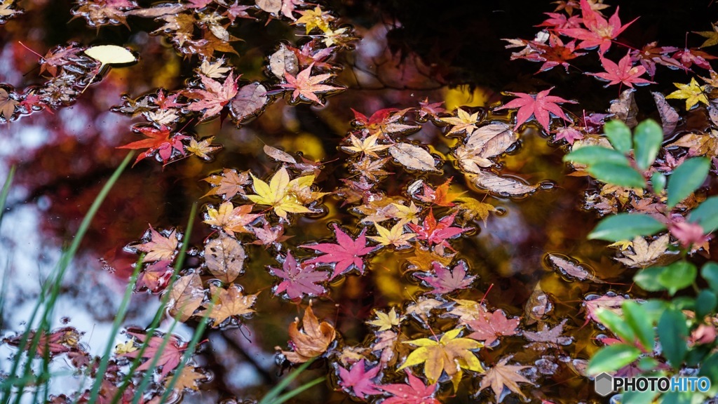 京都に紅葉観光行ってきた