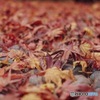 京都紅葉観光行ってきた