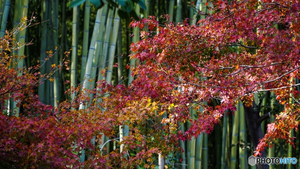 京都紅葉観光行ってきた