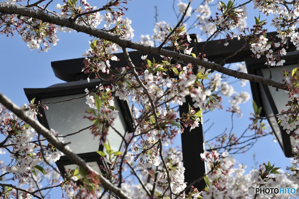 お花見行ってきた