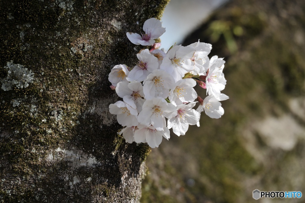 お花見行ってきた