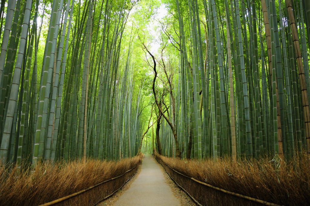 竹林