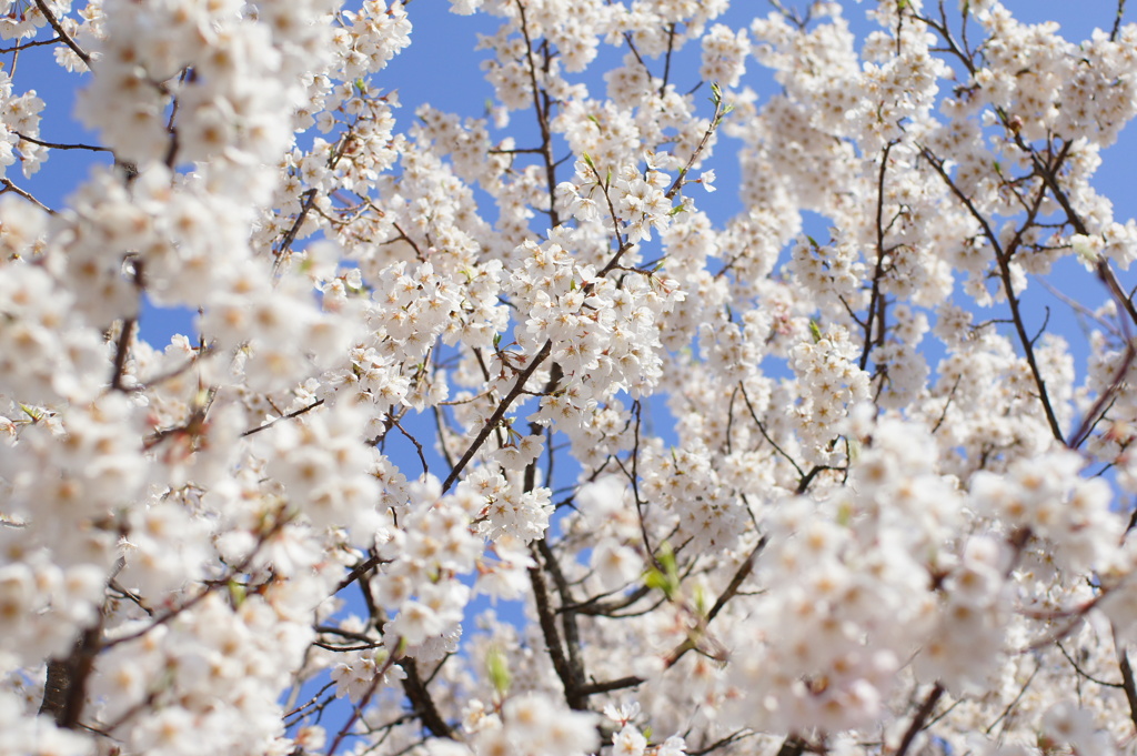 桜日和