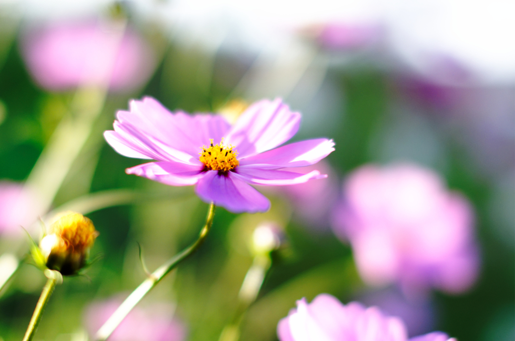 秋桜