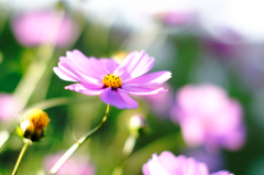 秋桜