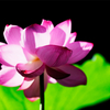 花蓮