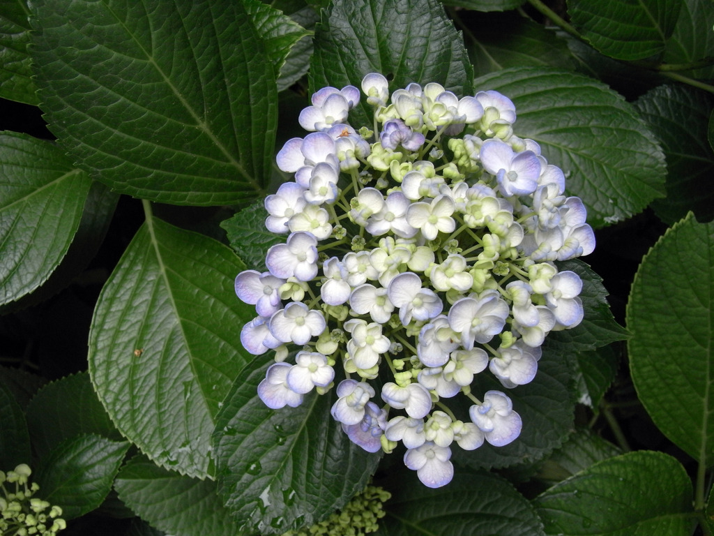 紫陽花