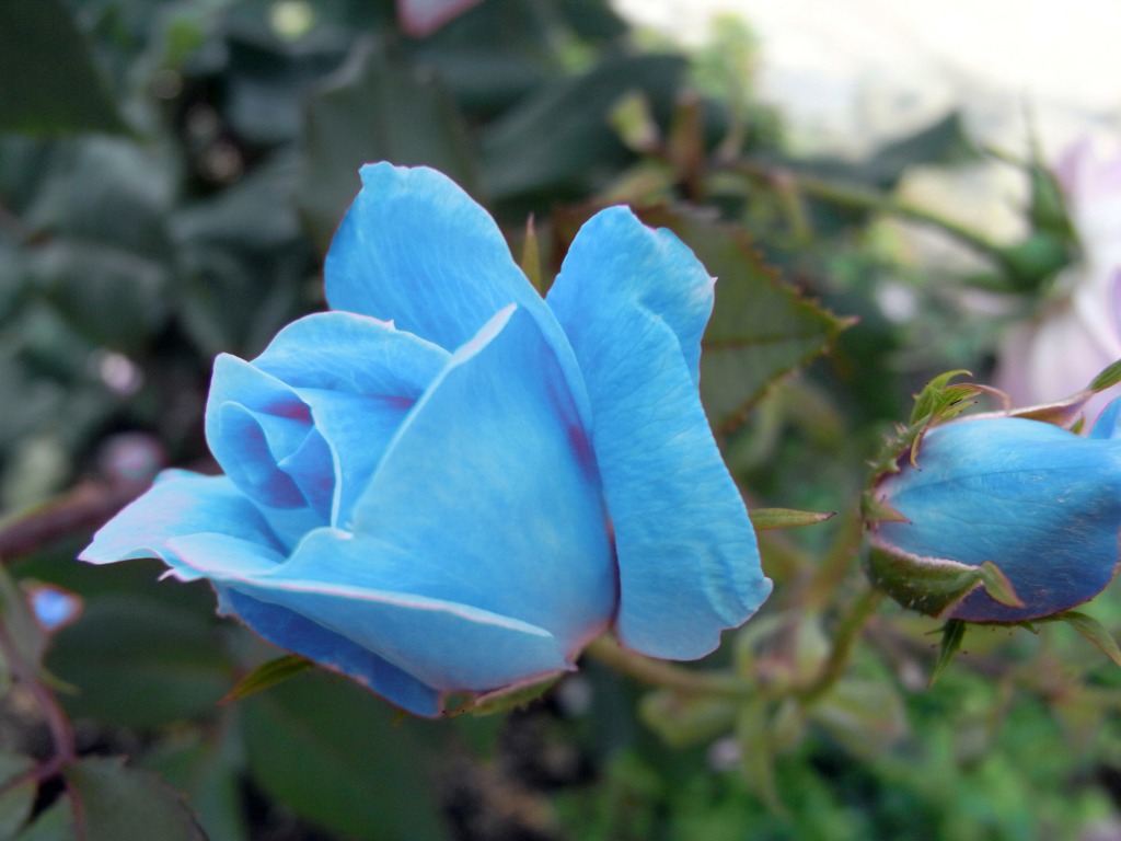 Blue Rose