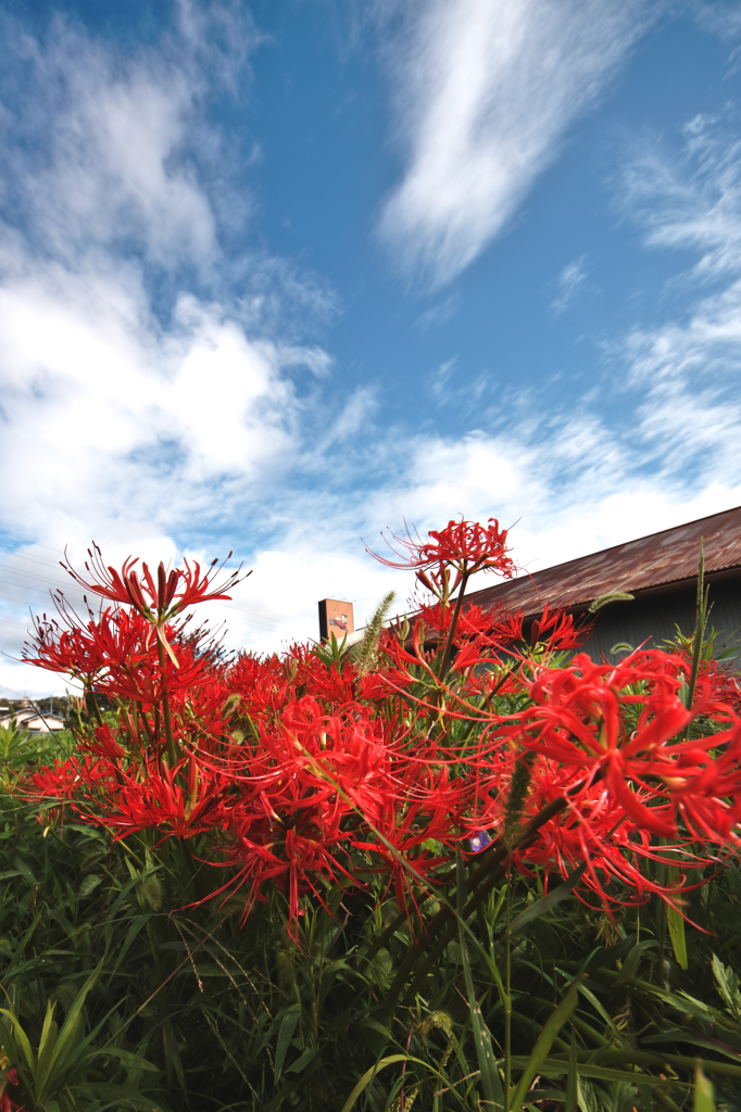 彼岸の花　此岸の空
