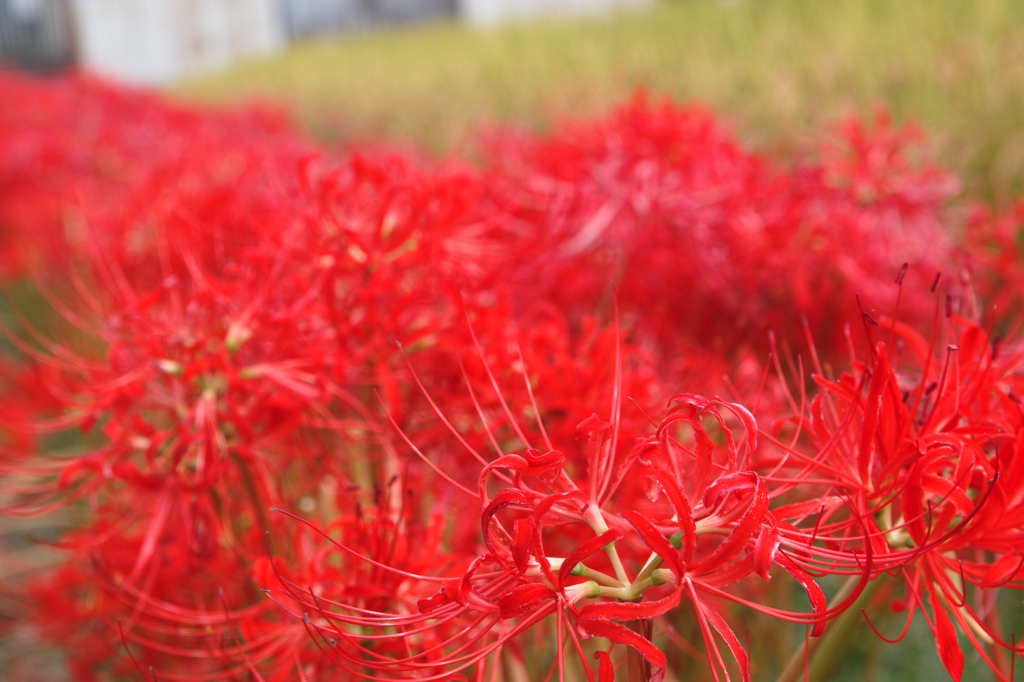 相思花