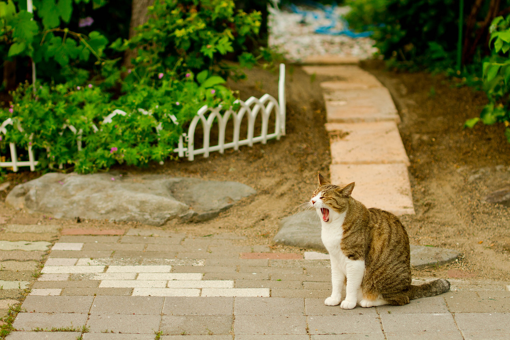 あくび