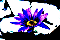 ハスの花