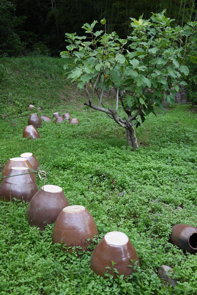 路上観察