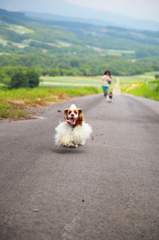 犬走
