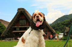 うちの賢い犬