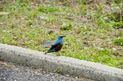 カラフルな鳥