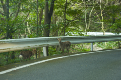 屋久島のシカ