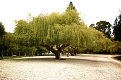 NZ　大きな木