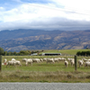 NZ　大草原と羊