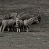NZ　羊天国　