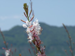 花　習作３－有田川河川敷にて－